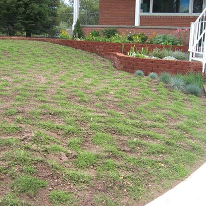  Prestige™ Buffalo Grass Plugs