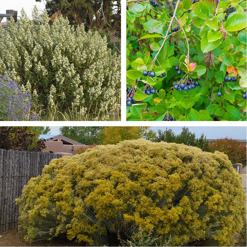  Habitat Shrub Collection For The West