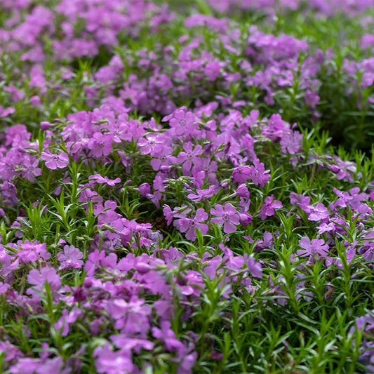  Purple Beauty Creeping Phlox