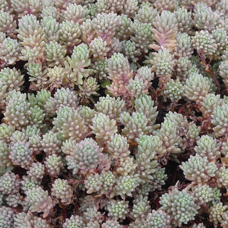  Succulent Groundcover Collection