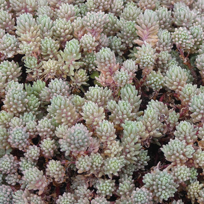  Succulent Groundcover Collection