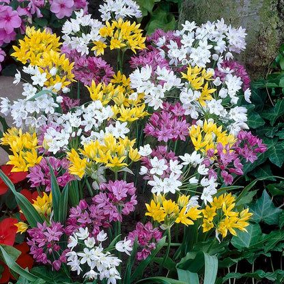  Endless Allium Bulb Collection