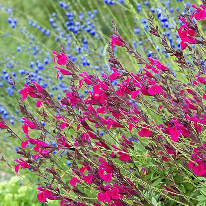  Raspberry Delight® Salvia