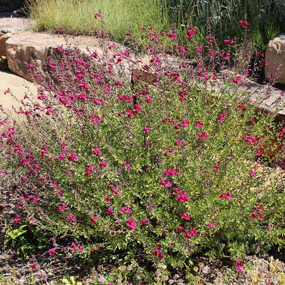  Salvia Collection
