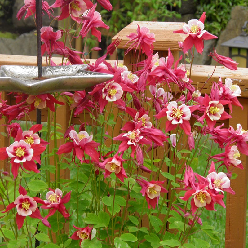 Columbine Collection