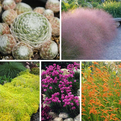  Rock Garden Collection