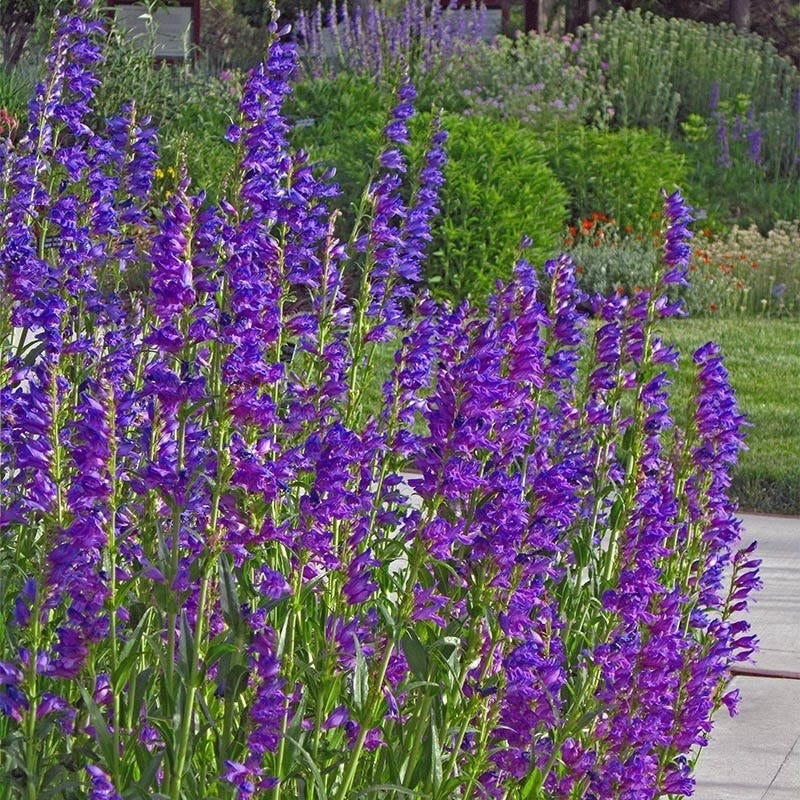  Colorado Perennial Collection