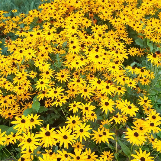  Summer Dreams Pre-Planned Garden