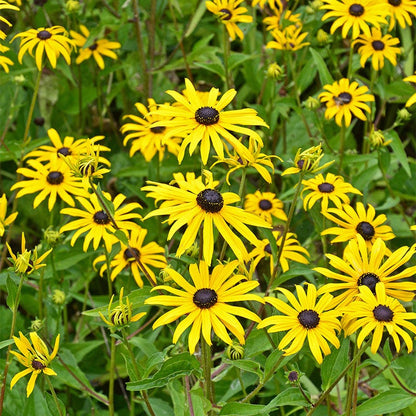  Butterfly Paradise Pre-Planned Cottage Garden