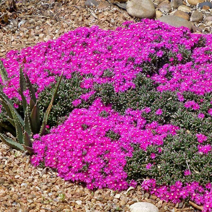  Creeping Shrubby Ice Plant (Ruschia)