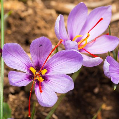  Saffron Crocus