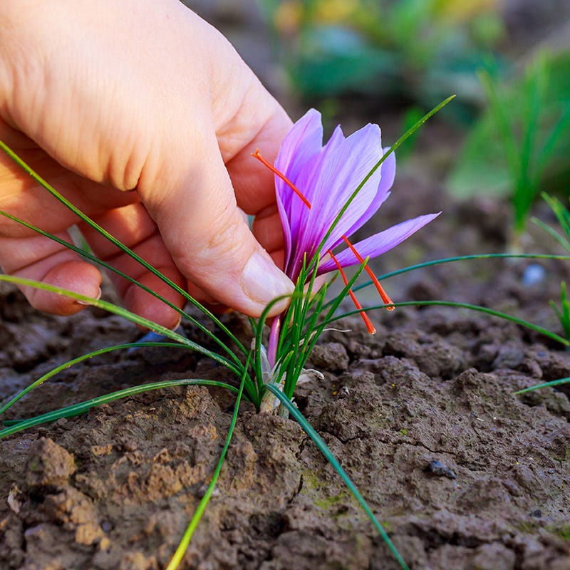  Saffron Crocus