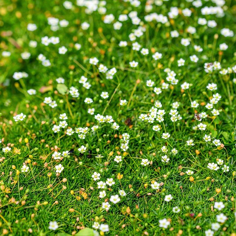  Green Irish Moss (Sagina)