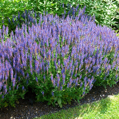  Blue Hill Salvia