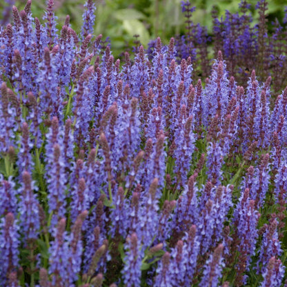  Blue Hill Salvia