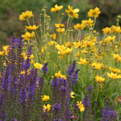  High Country Meadow Native Wildflower Seed Mix