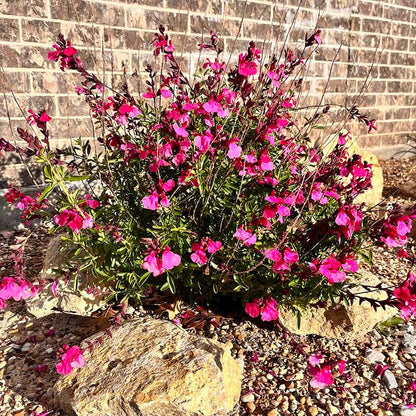  Cold Hardy Pink Texas Salvia