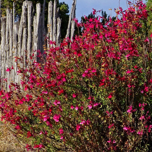  Salvia Collection
