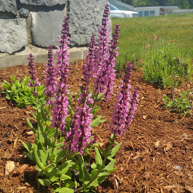  Lyrical™ Rose Salvia