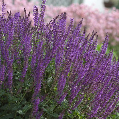  May Night Salvia