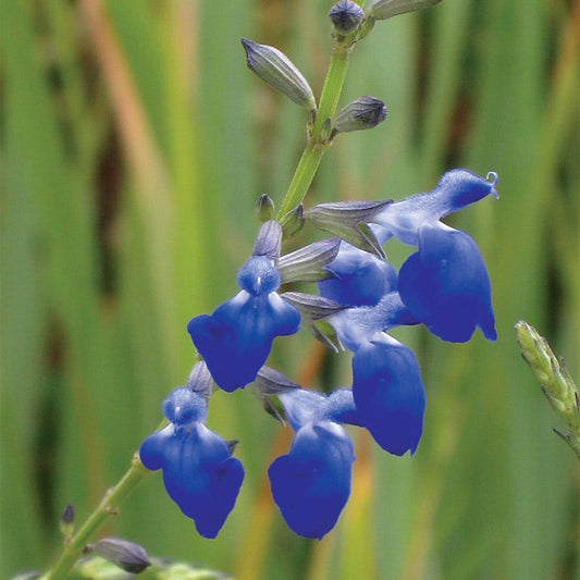  West Texas Grass Salvia