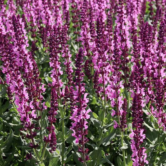  Lyrical™ Rose Salvia