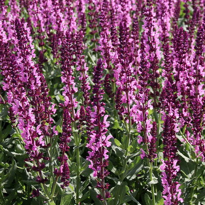  Salvia Collection