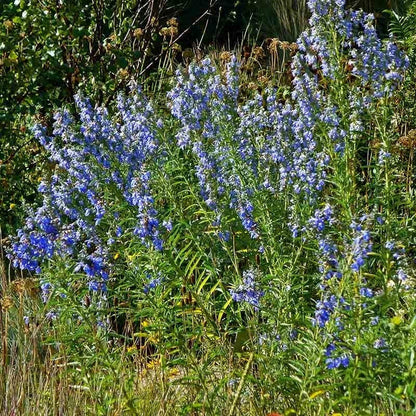  Fall Finale Pollinator Pre-Planned Garden