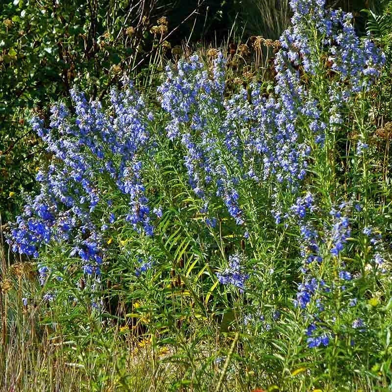  Salvia Collection