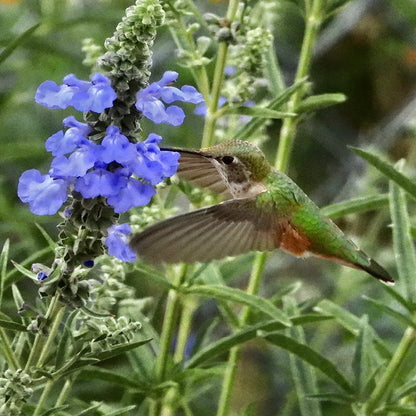  Prairie Salvia