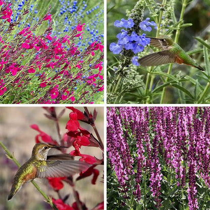  Salvia Collection