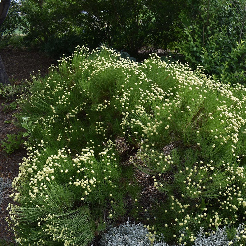  Green Santolina