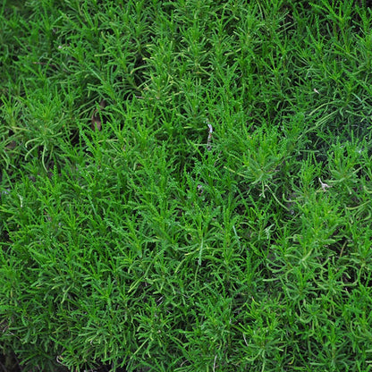  Green Santolina