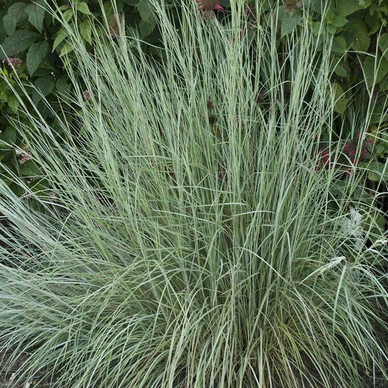  Habitat Hero Birdwatcher Pre-Planned Garden