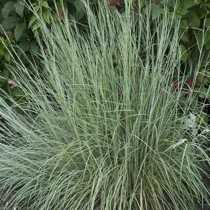  Habitat Hero Birdwatcher Pre-Planned Garden