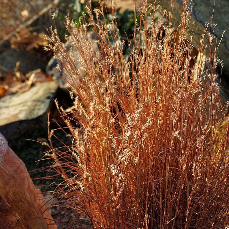  Summer Showstopper Pre-Planned Garden