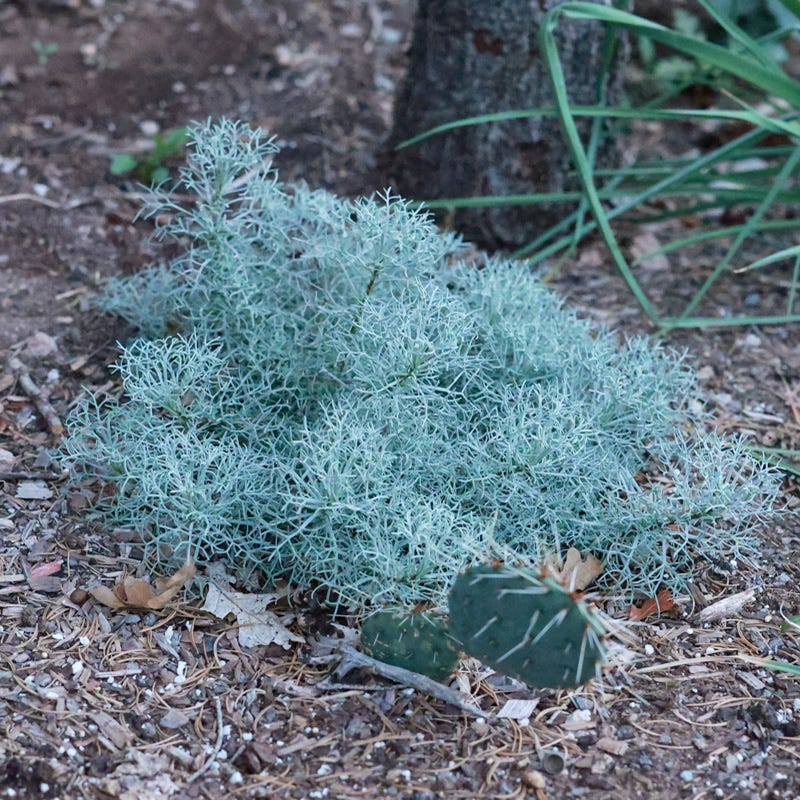  Seafoam Artemisia