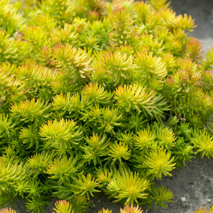  Angelina Sedum