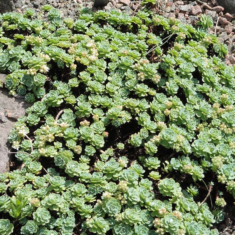  Gray Sedum