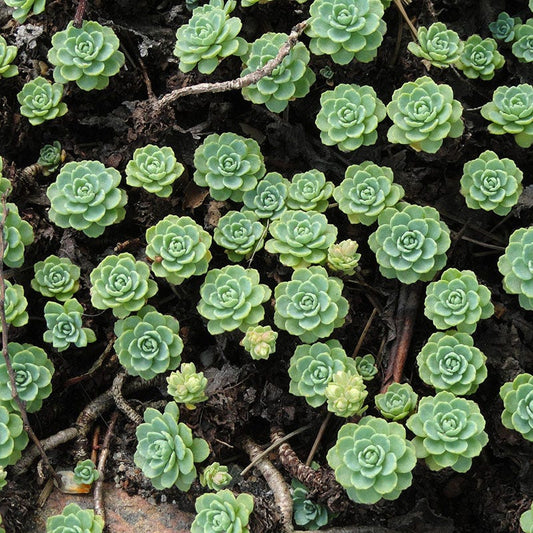  Gray Sedum