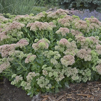  Autumn Fire Sedum