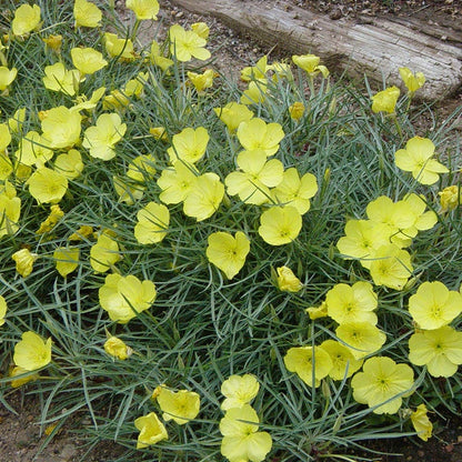  Shimmer Evening Primrose