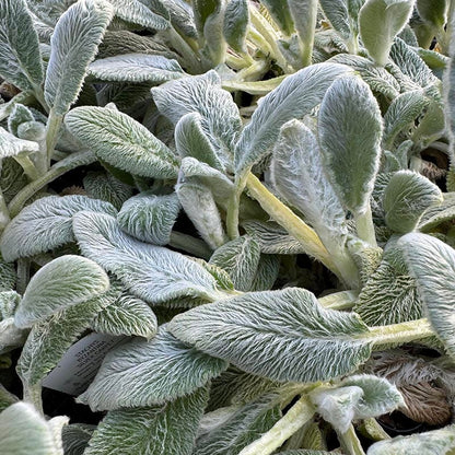 Silver Carpet Lamb's Ear