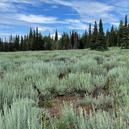  Silver Sagebrush