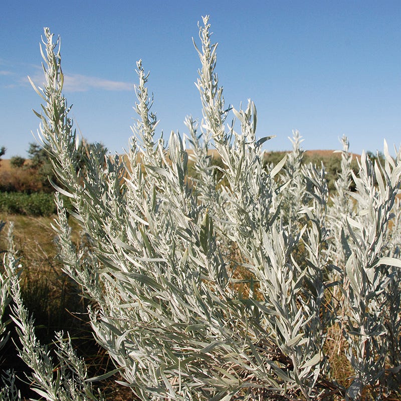  Silver Sagebrush