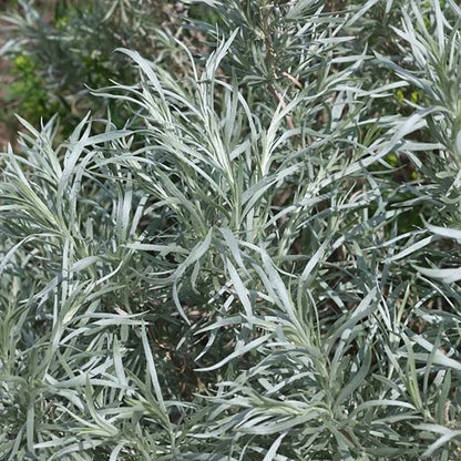  Colorado Perennial Collection