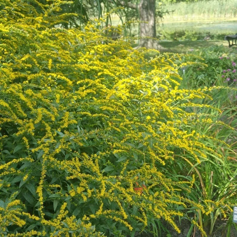  Watershed Wise Pre-Planned Garden
