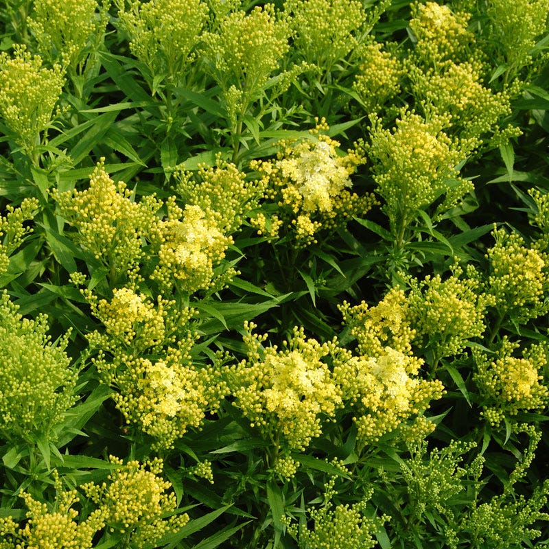  Little Lemon Goldenrod (Solidago)
