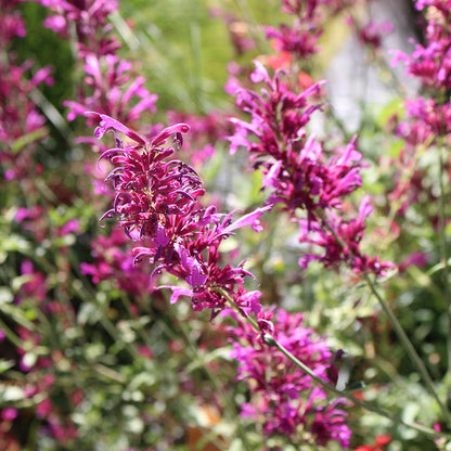  SONORAN SUNSET® Agastache