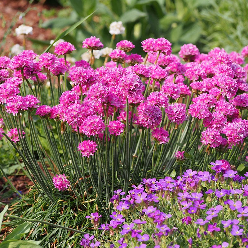  Splendens Armeria